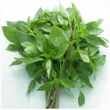 Sweet Basil/Holapa 100G