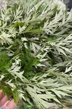 Mugwort 100G