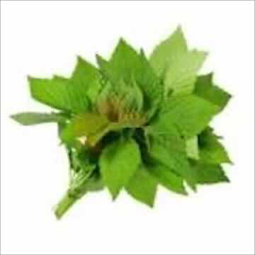 Cockscomb Mint 100G