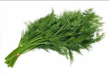 Dill/Anet 100G