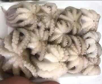 Râu  Bạch Tuộc 1 kg 