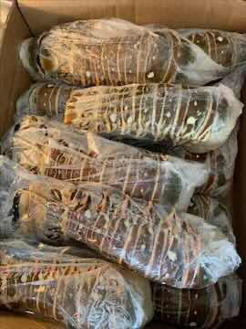 Đuôi tôm Hùm 200 g -1 cái 