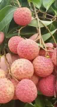 Quả vải tui 1 kg 