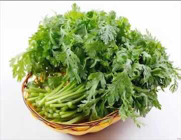 [EU209a] Cải Cúc Tây Ban Nha