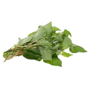 [CZ084a] Fish Mint Dap Ca Leaf 12 Bunch/Box Czech