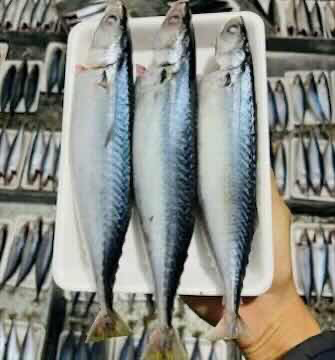 Cá Lục nguyên con bán theo kg 